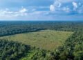 Dados atualizados pelo Inpe mostram que 322 km² estiveram sob alertas de devastação no último mês; valor é o maior desde 2015.