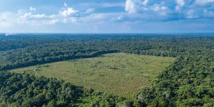 Dados atualizados pelo Inpe mostram que 322 km² estiveram sob alertas de devastação no último mês; valor é o maior desde 2015.