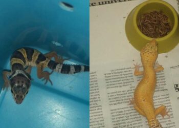 Polícia Civil e CPRH resgatam animais exóticos e nativos silvestres criados ilegalmente em Caruaru