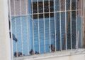 Pombos eram criados na área de serviço de apartamento de idosa no Centro do Recife