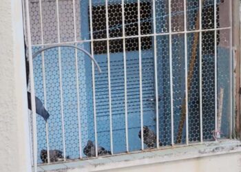 Pombos eram criados na área de serviço de apartamento de idosa no Centro do Recife