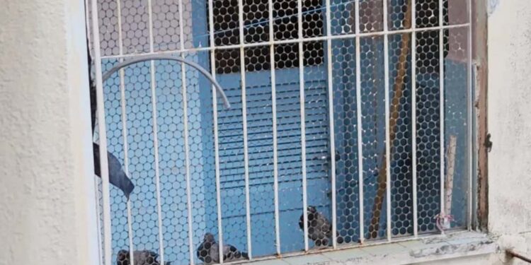 Pombos eram criados na área de serviço de apartamento de idosa no Centro do Recife