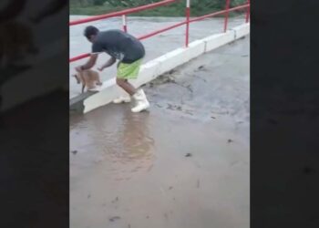 Homem é flagrado jogando cachorro no rio