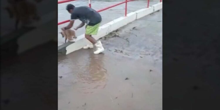 Homem é flagrado jogando cachorro no rio