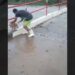 Homem é flagrado jogando cachorro no rio