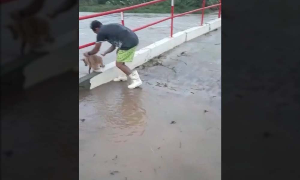 PF faz campanha alertando contra crueldade com animais