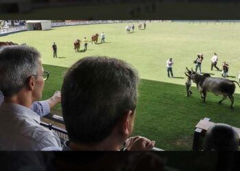 Caiado, Zuma e Tarcísio vendo os bois passarem