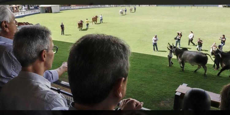 Caiado, Zuma e Tarcísio vendo os bois passarem