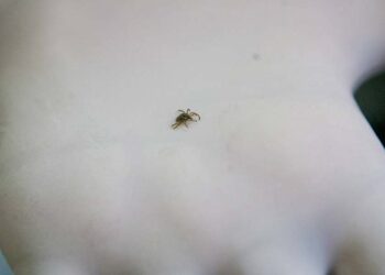 O carrapato-estrela, que transmite a febre maculosa; quatro pessoas já morreram com a doença.