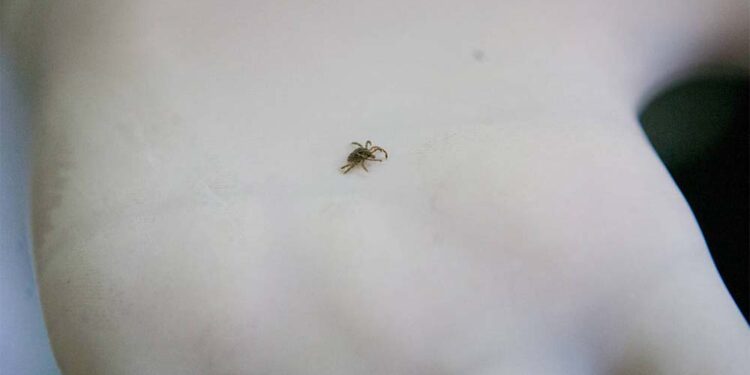 O carrapato-estrela, que transmite a febre maculosa; quatro pessoas já morreram com a doença.