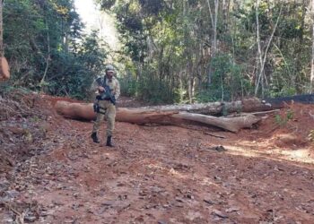 Operação Prepori desmantela organização criminosa envolvida na extração ilegal de madeira no Parque Indígena do Xingu, em Mato Grosso.