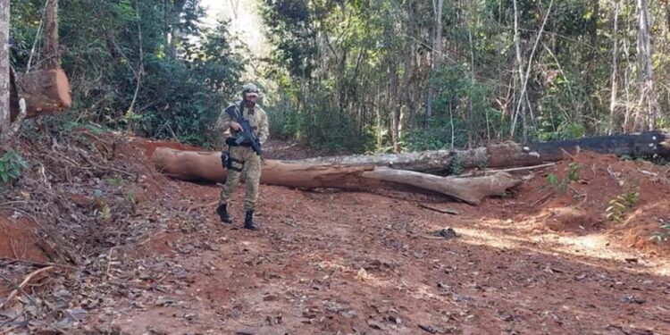 Operação Prepori desmantela organização criminosa envolvida na extração ilegal de madeira no Parque Indígena do Xingu, em Mato Grosso.