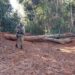 Operação Prepori desmantela organização criminosa envolvida na extração ilegal de madeira no Parque Indígena do Xingu, em Mato Grosso.