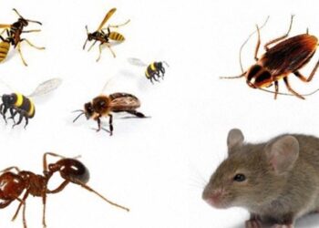 Gastos exorbitantes com serviços de dedetização, controle de pragas e alimentação em algumas prefeituras pernambucanas.