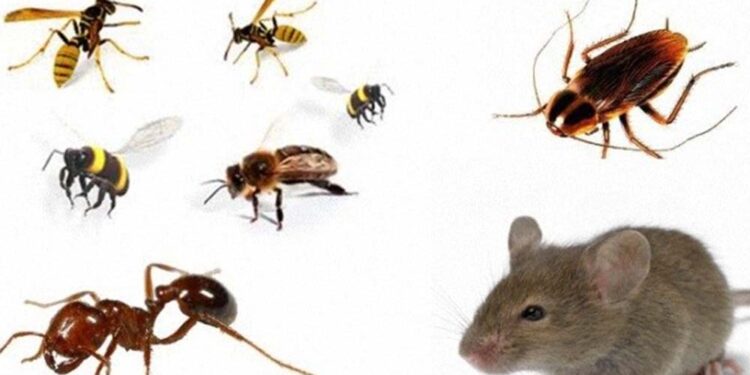 Gastos exorbitantes com serviços de dedetização, controle de pragas e alimentação em algumas prefeituras pernambucanas.