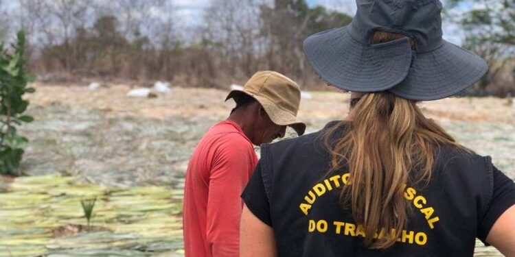 Auditores fiscais do trabalho durante operação de fiscalização de condições de trabalho.