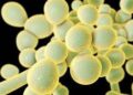 Imagem de microscópio mostra o fungo Candida auris