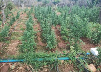 Segundo registros, a cada hora, cinco crianças e adolescentes são vítimas de violência sexual no Brasil. O dado é somente a ponta do iceberg, já que o crime é altamente subnotificado.