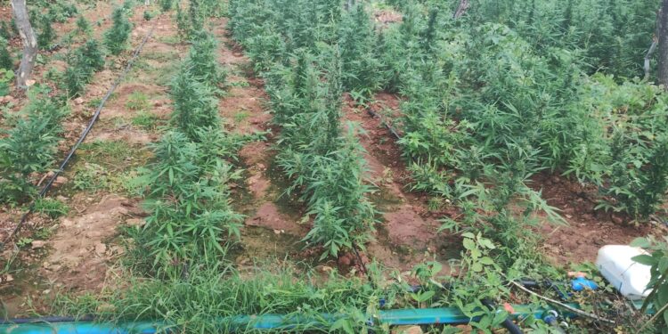 Segundo registros, a cada hora, cinco crianças e adolescentes são vítimas de violência sexual no Brasil. O dado é somente a ponta do iceberg, já que o crime é altamente subnotificado.