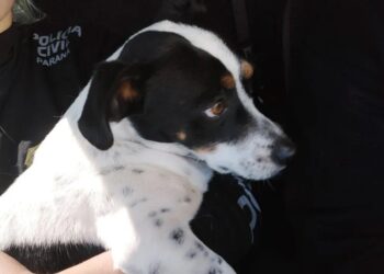 'Tokinho' é um dos autores de ação movida por ONG, em Ponta Grossa-PR – Foto/Reprodução.