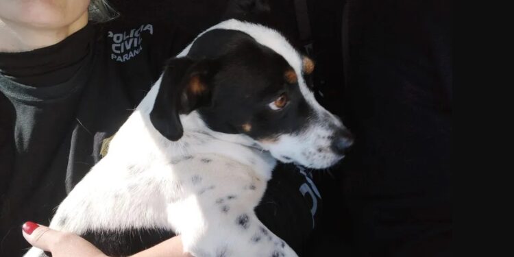 'Tokinho' é um dos autores de ação movida por ONG, em Ponta Grossa-PR – Foto/Reprodução.