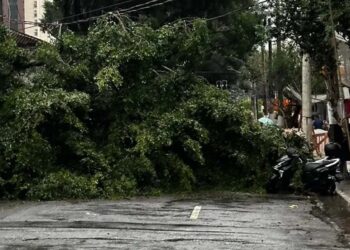 Ventania derruba árvore em Moema
