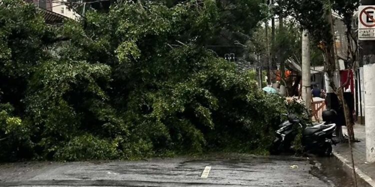 Ventania derruba árvore em Moema