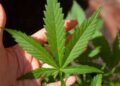1ª Jornada Regional da Cannabis Medicinal Norte-Nordeste: Desmistificando o uso medicinal da Maconha.
