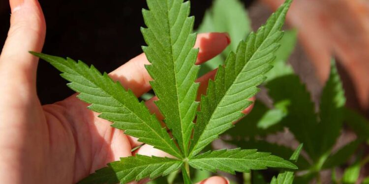 1ª Jornada Regional da Cannabis Medicinal Norte-Nordeste: Desmistificando o uso medicinal da Maconha.