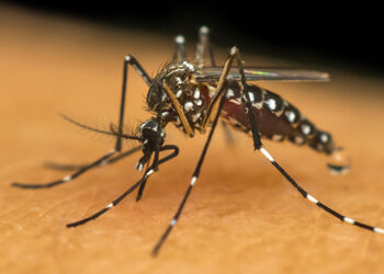 Conhecido popularmente como mosquito da dengue, o Aedes aegypti também é responsável por transmitir outras doenças (Foto: Syngentappm)