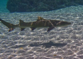 ICMBio reporta a morte de filhotes de tubarão-limão no Porto de Santo Antônio.