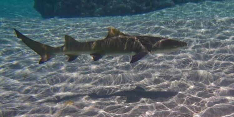 ICMBio reporta a morte de filhotes de tubarão-limão no Porto de Santo Antônio.