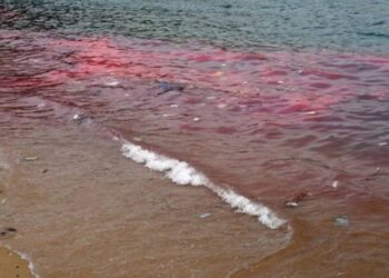 Governo detecta 278 casos suspeitos de intoxicação por algas em Tamandaré, Pernambuco.