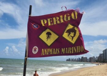 Praias da Zona Sul de Recife tem muitos acidentes com tubarão