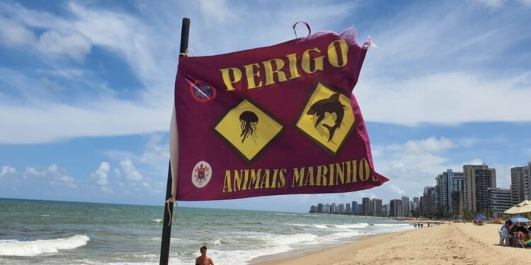 Praias da Zona Sul de Recife tem muitos acidentes com tubarão