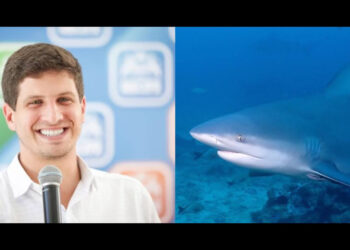 O prefeito João Campos pretende acabar com os tubarões em praia no Recife