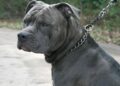 Mortes envolvendo cães da raça pitbull tem gereado debates