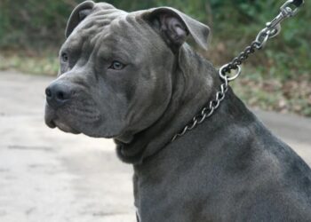 Mortes envolvendo cães da raça pitbull tem gereado debates