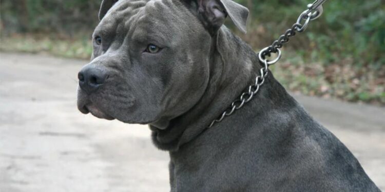 Mortes envolvendo cães da raça pitbull tem gereado debates