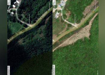 2021(direita)-2023(esquerda); No local fhaviam sido plantadas 500 mil mudas de Pau-Brasil