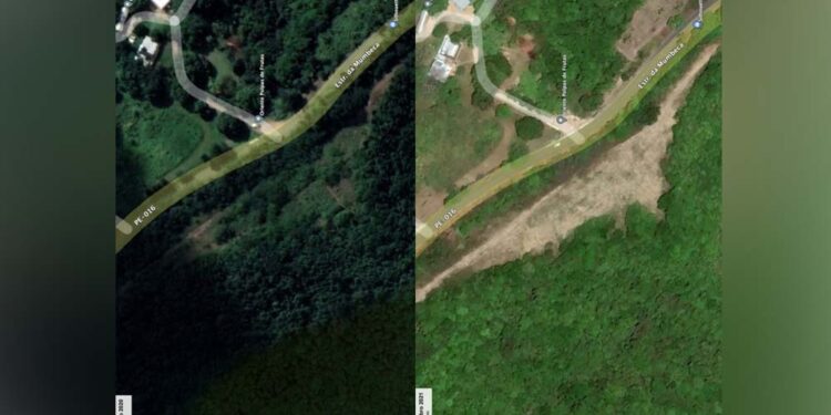 2021(direita)-2023(esquerda); No local fhaviam sido plantadas 500 mil mudas de Pau-Brasil