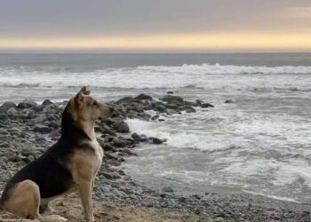 Vaguito esperando o dono chegar