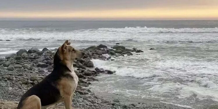 Vaguito esperando o dono chegar