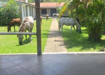Cavalos soltos causam temor em visitantes de Serrambi, em Ipojuca.