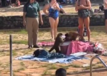 Macacos fazem 'arrastão' no Parque Nacional de Brasília, flagra de morador viraliza nas redes sociais.