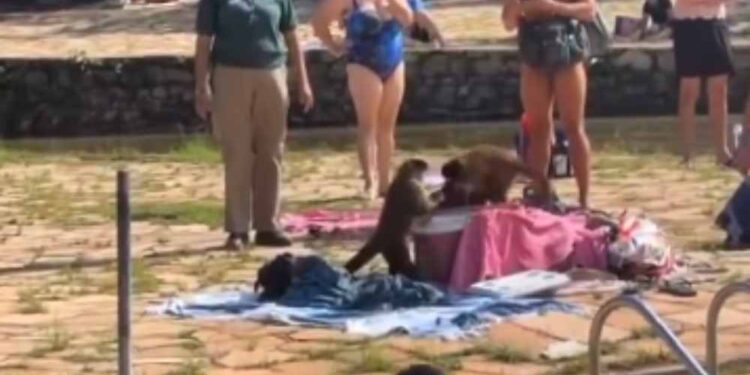 Macacos fazem 'arrastão' no Parque Nacional de Brasília, flagra de morador viraliza nas redes sociais.