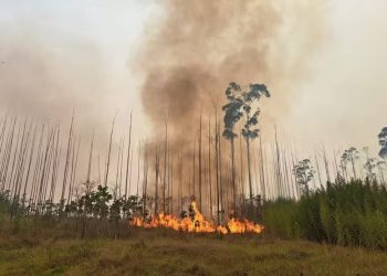 Incêndio atingiu vegetação no Inpe, órgão que monitora queimadas no país