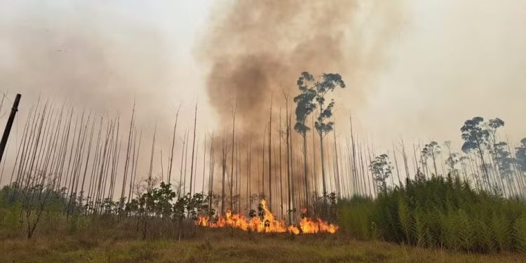 Incêndio atingiu vegetação no Inpe, órgão que monitora queimadas no país