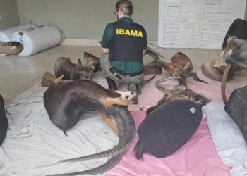 Ibama apreende troféus de caça ilegal em operação contra lavagem de dinheiro.