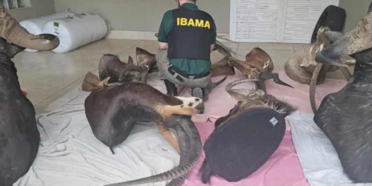 Ibama apreende troféus de caça ilegal em operação contra lavagem de dinheiro.